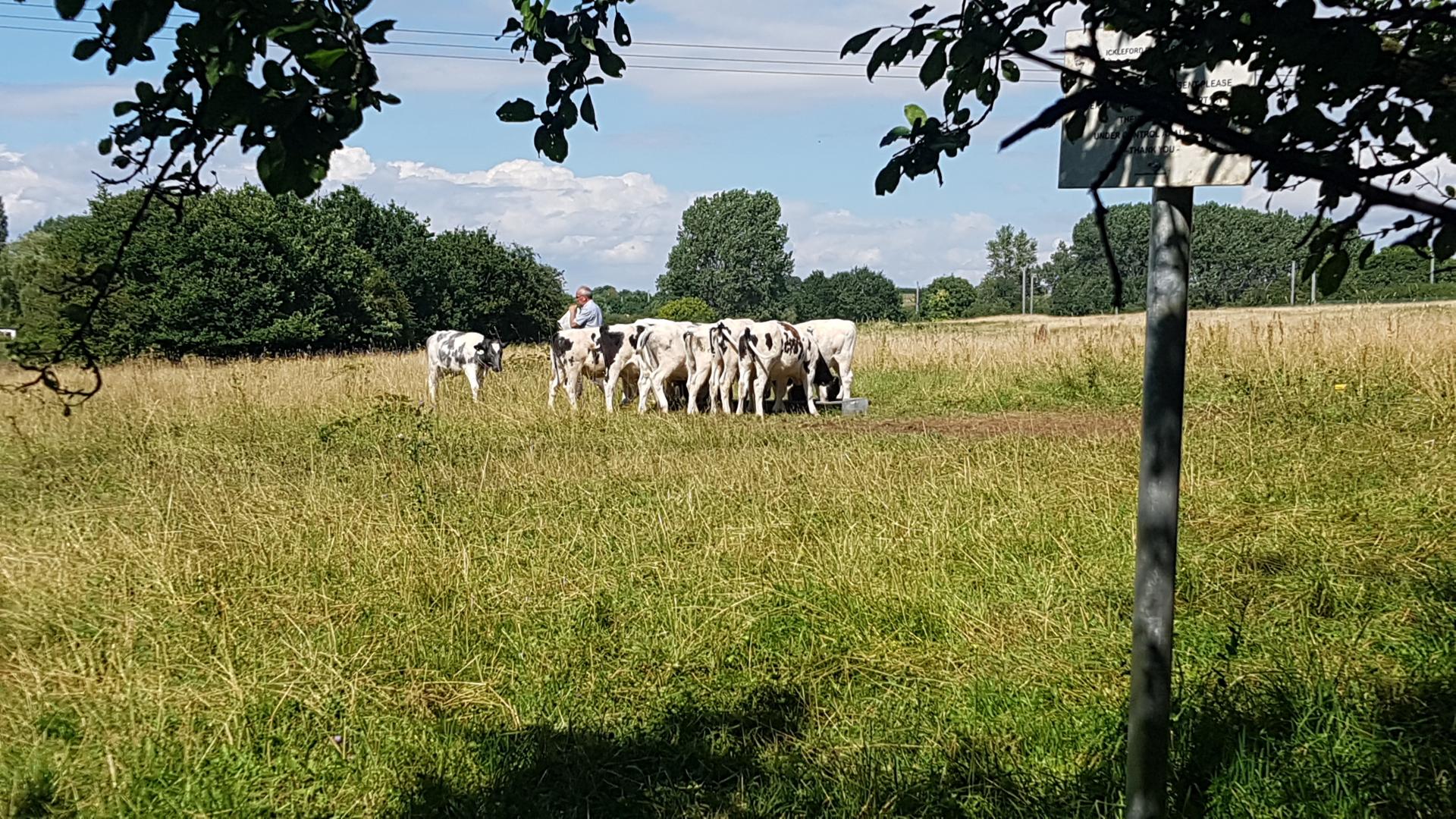 cows in field