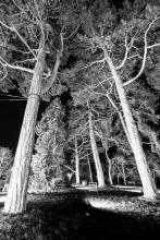 Graham Dollman