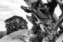 Graham Dollman 2